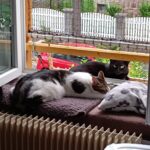 Photo de Sourya et de Berlioz devant une fenêtre ouverte. Sourya est à l'extérieur sur la plateforme d'observation