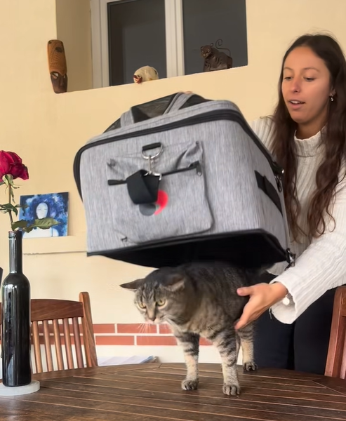 Sac de transport / Panier Feli'Easy