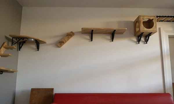 Parcours mural dans un salon, avec cube, pont et étagères, dont une avec gamelle