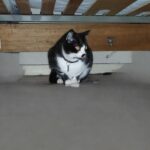 Liwenn retravaillée